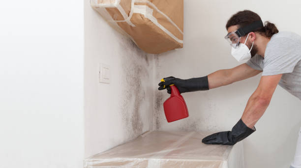 Professional Basement Mold Removal technician working in Oakland, FL