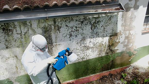Top rated local Basement Mold Removal specialists in Oakland, FL